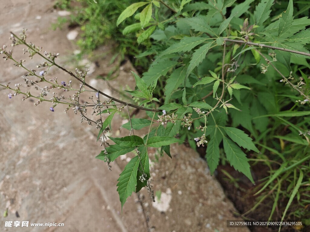墻邊生長的綠色植物