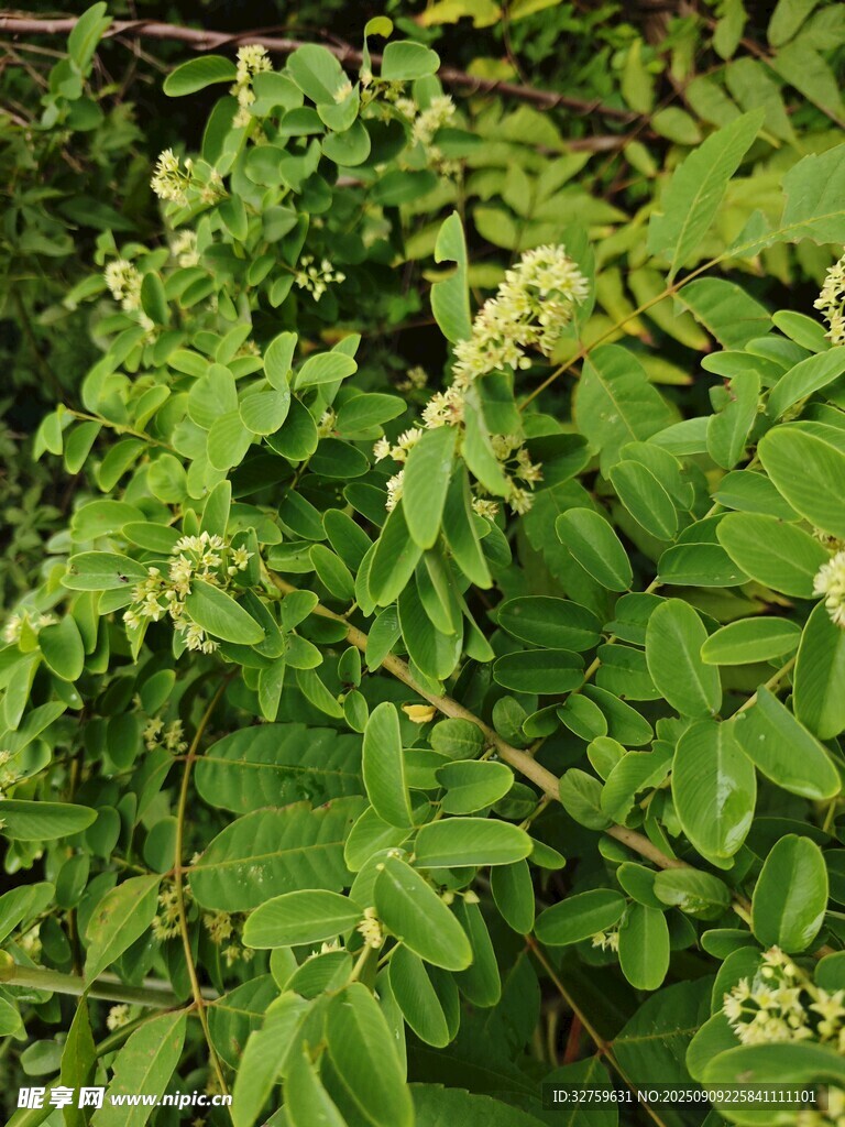 翠綠繁茂的植物枝葉