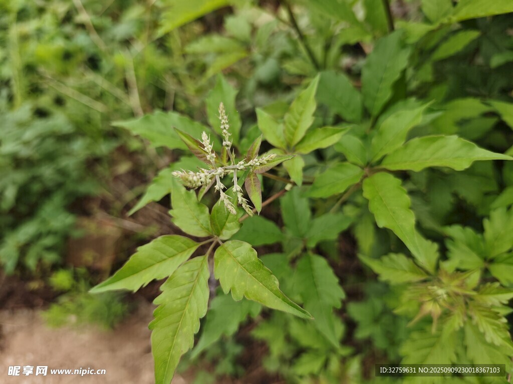 綠葉繁茂的植物特寫