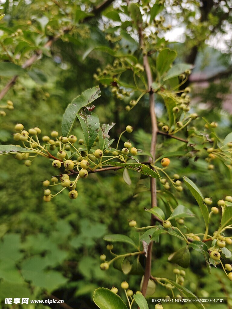 嫩綠枝葉上的黃色小花