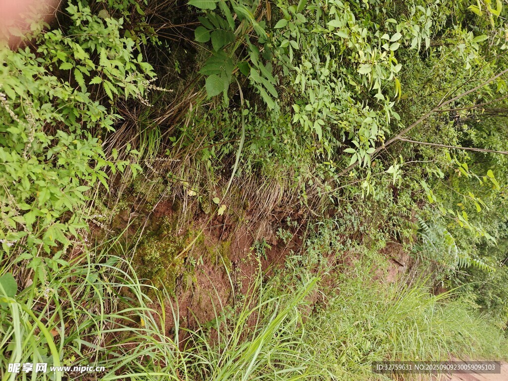 山坡上的繁茂綠色植被