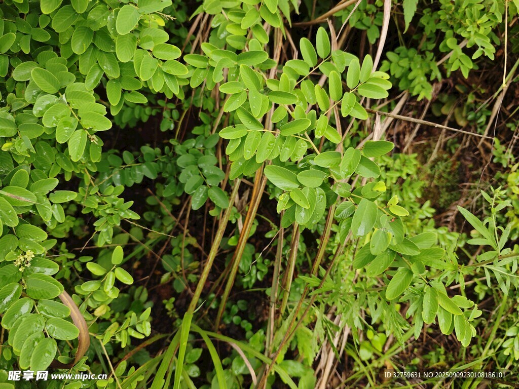 翠綠繁茂的野生植物
