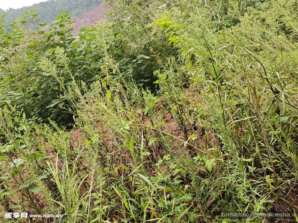 野外繁茂的綠色植物景觀