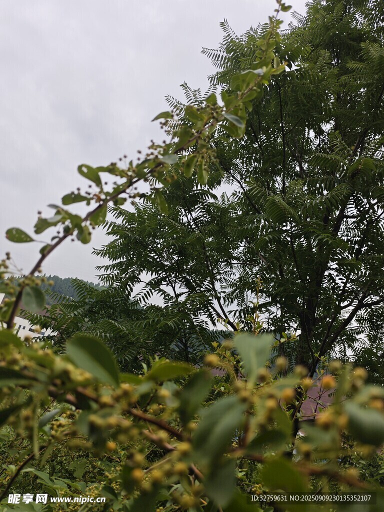 繁茂綠樹與蔥郁枝葉