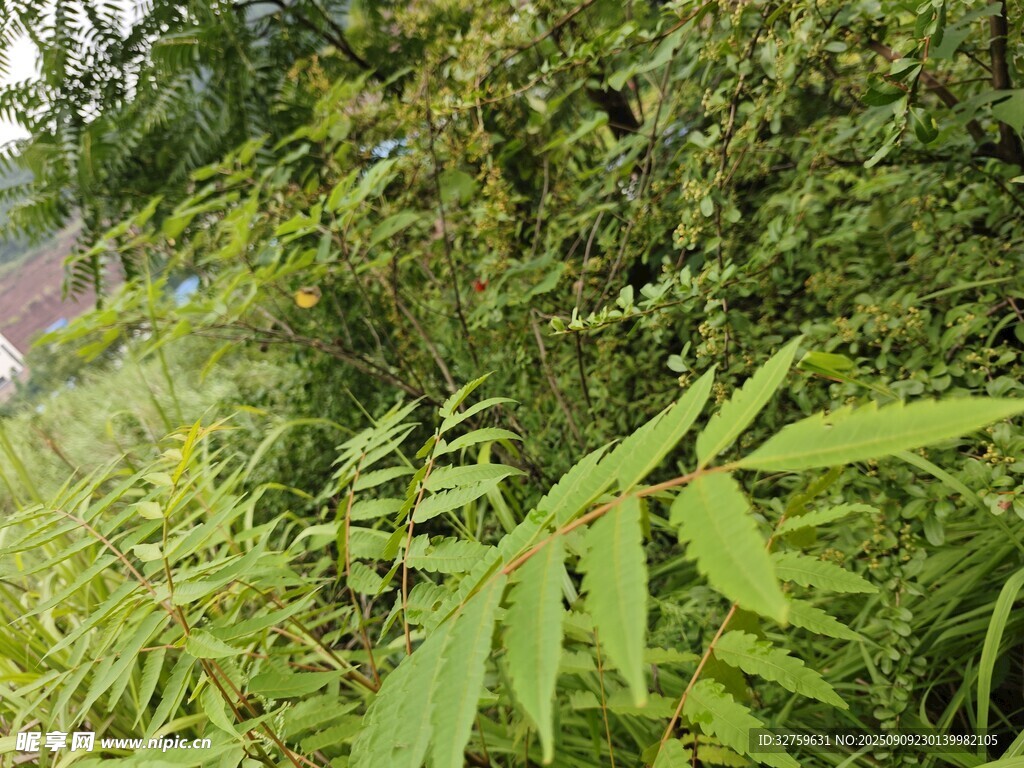 繁茂綠植