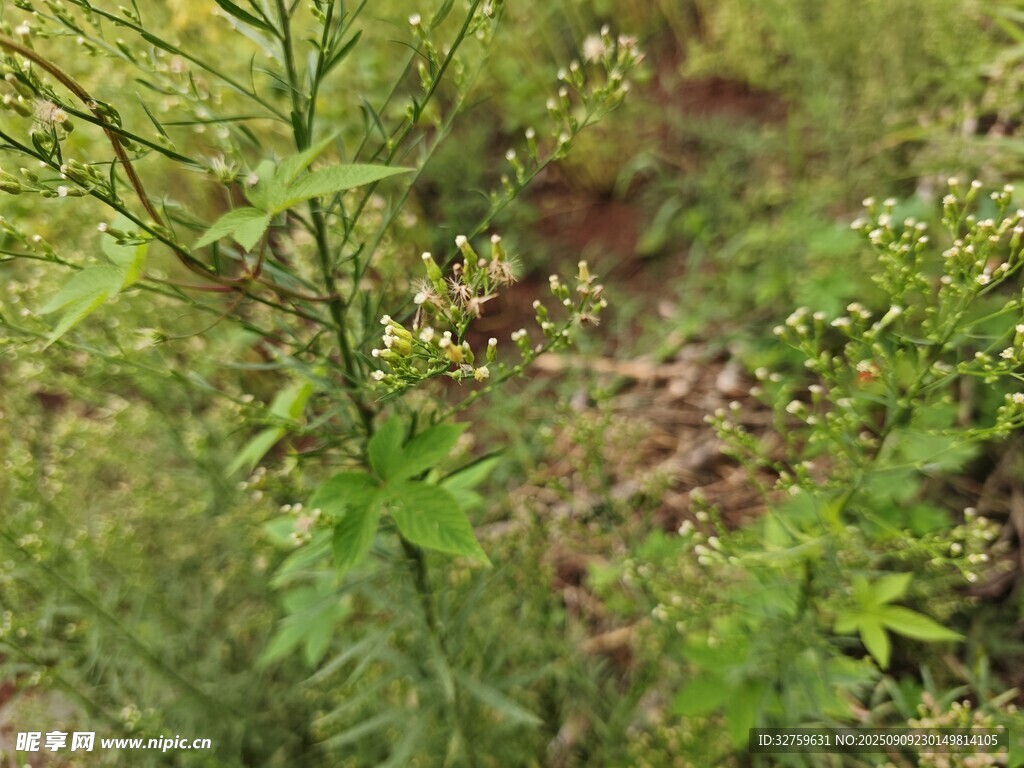 綠意盎然的野生植物景象