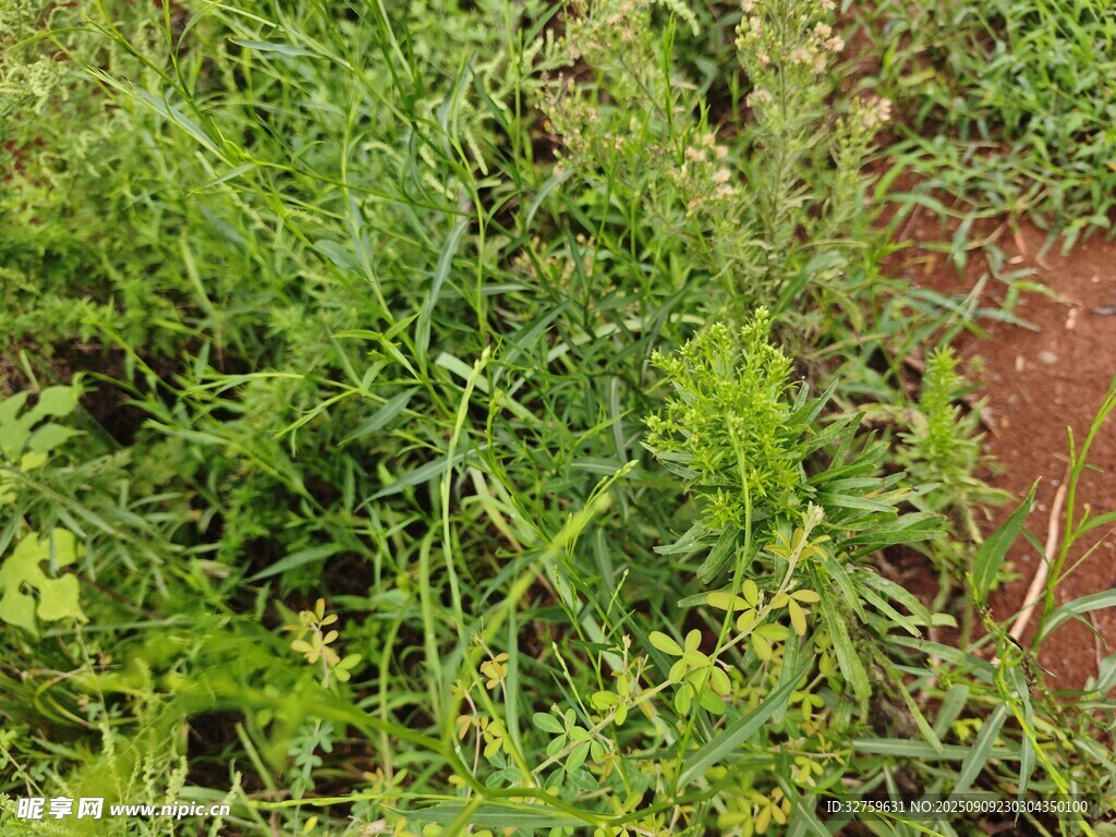 野外繁茂的綠色植物景觀
