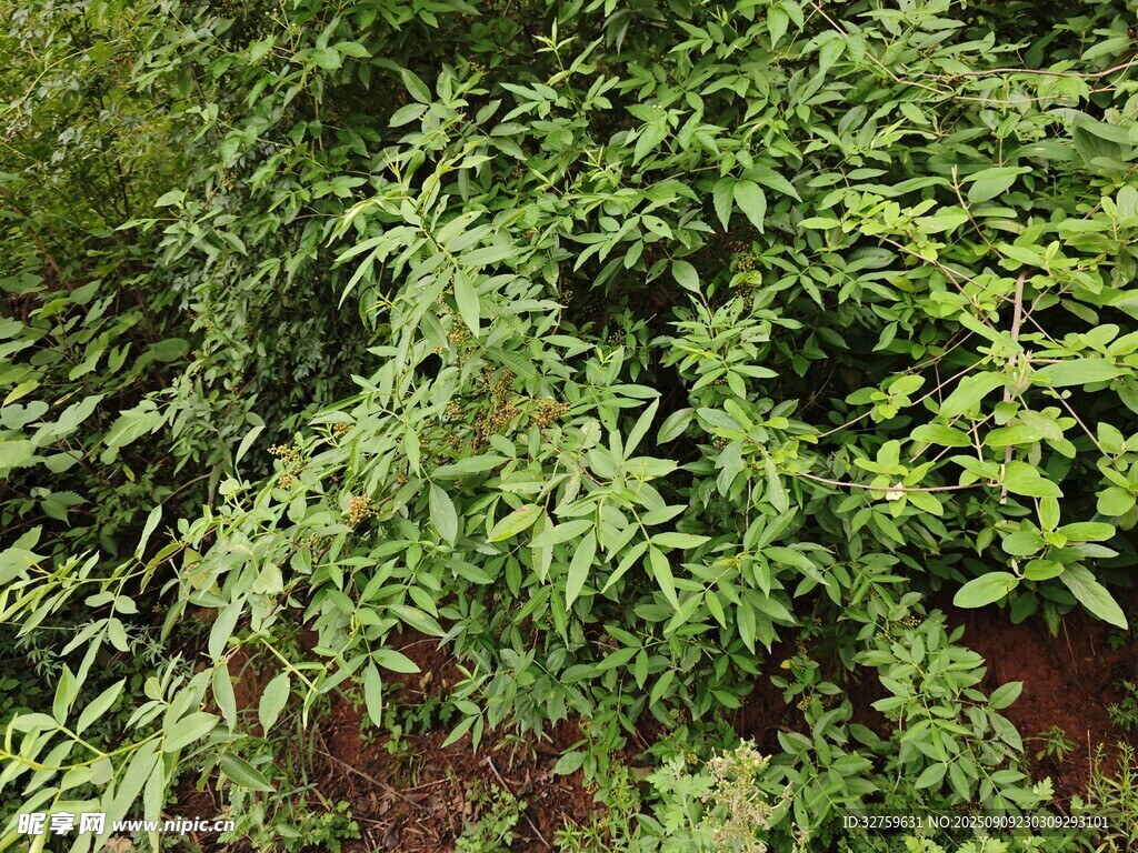 繁茂綠植景觀