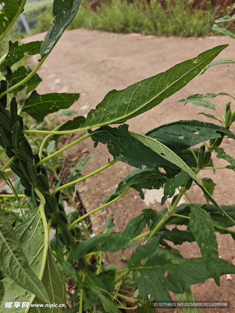綠葉植物特寫