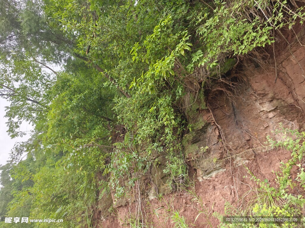 山坡綠植覆蓋的泥土斷面