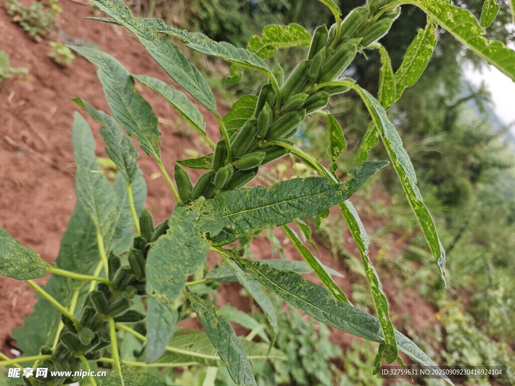 綠葉植物特寫