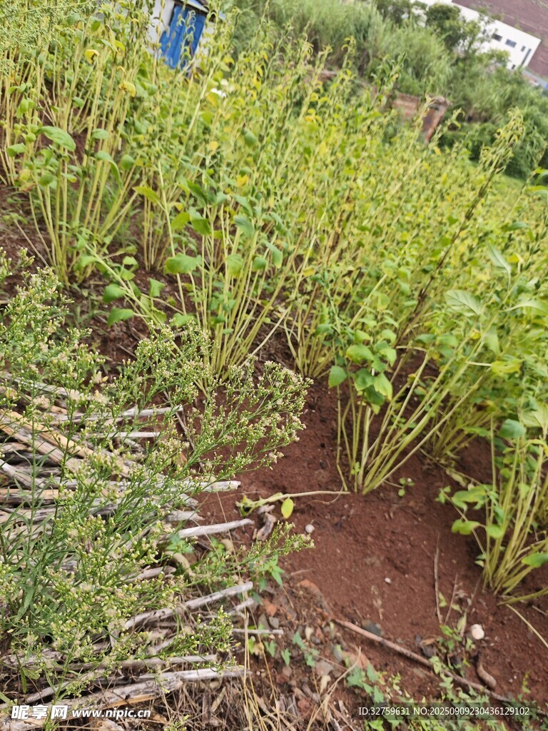 農(nóng)田中的綠色植物景觀