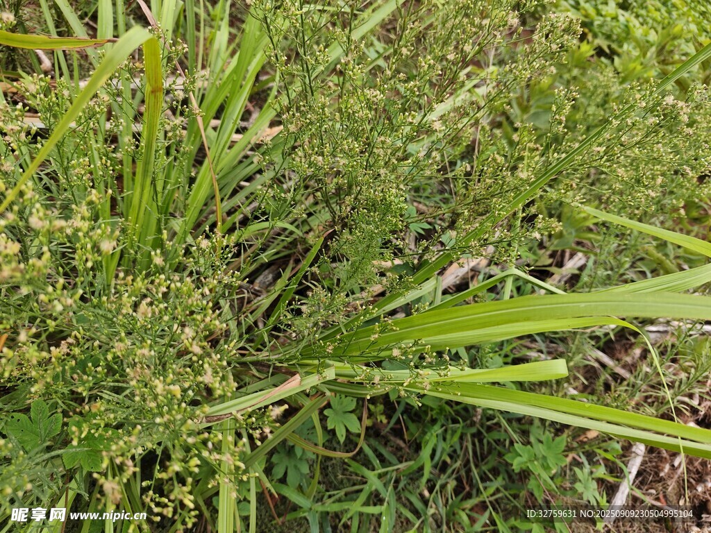 野外叢生的綠色草本植物