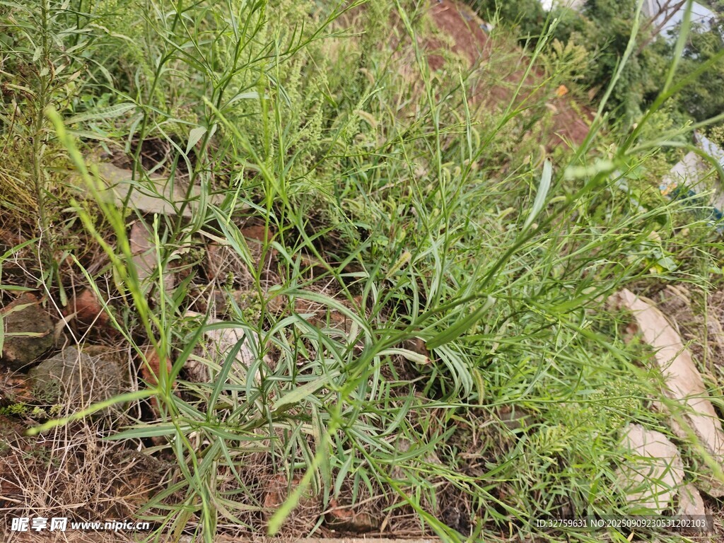 野外叢生的綠色植物