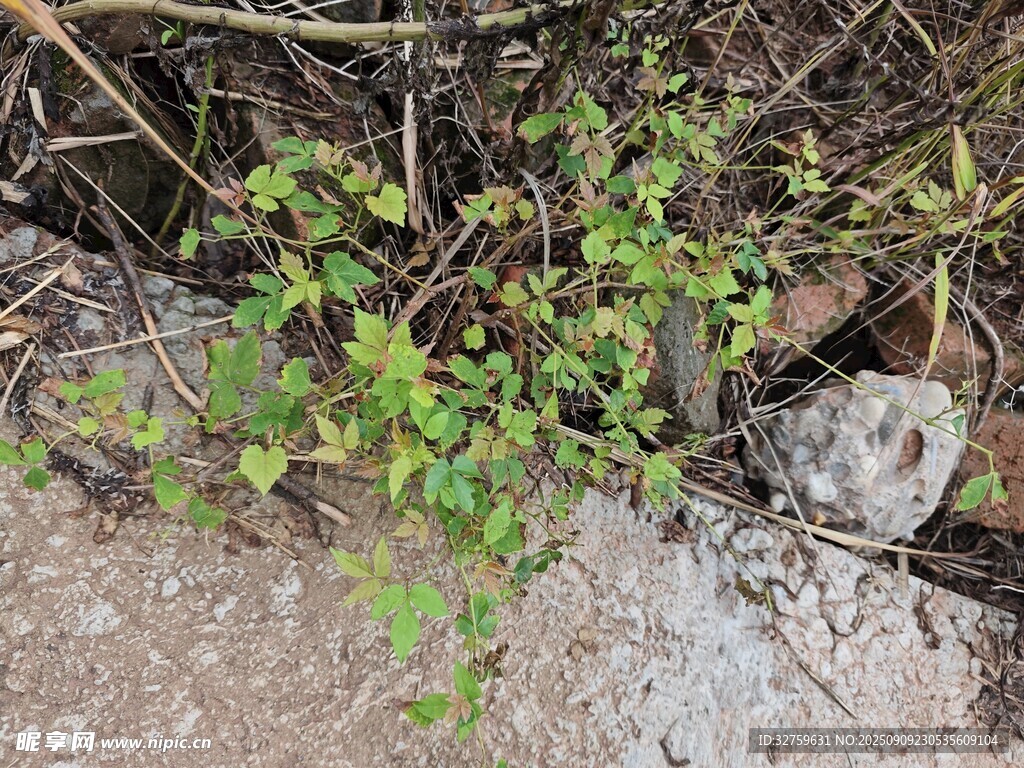 石縫中生長的綠色植物