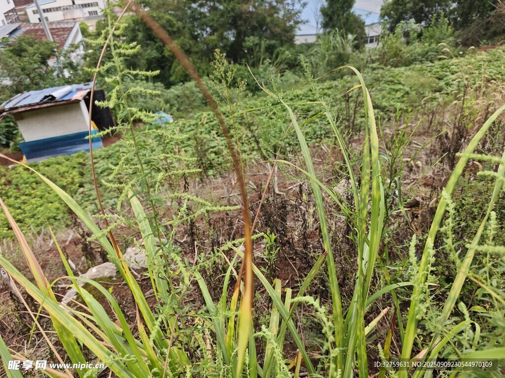 野外草叢中的藍(lán)白物件
