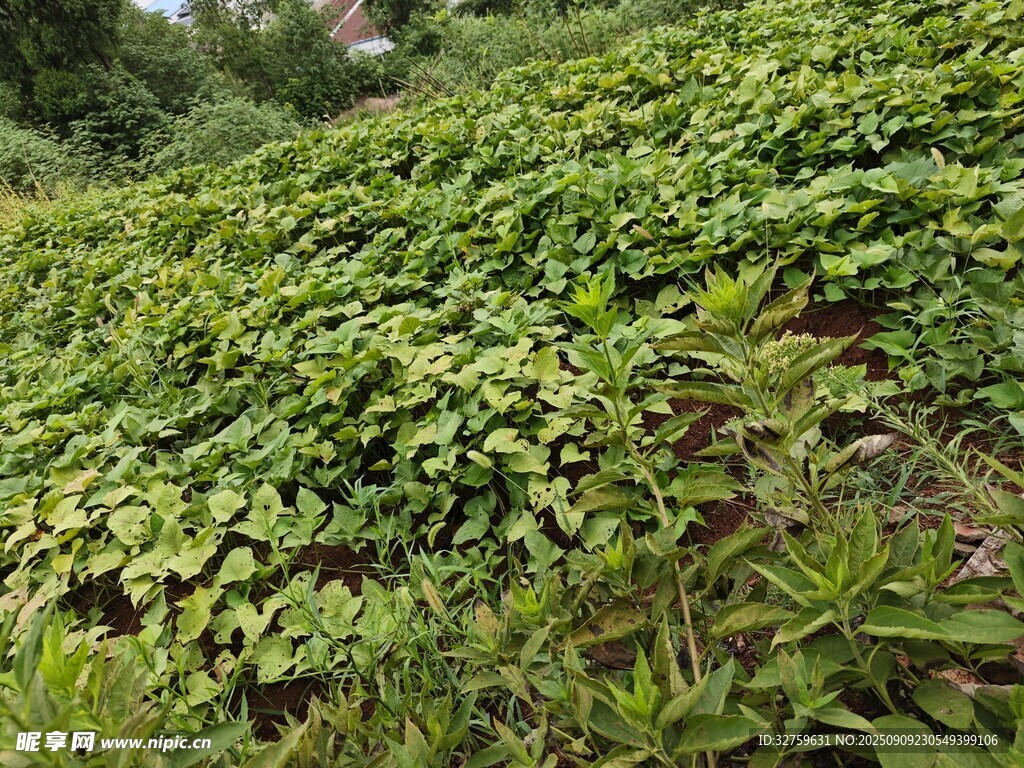 繁茂綠植覆蓋的自然景象