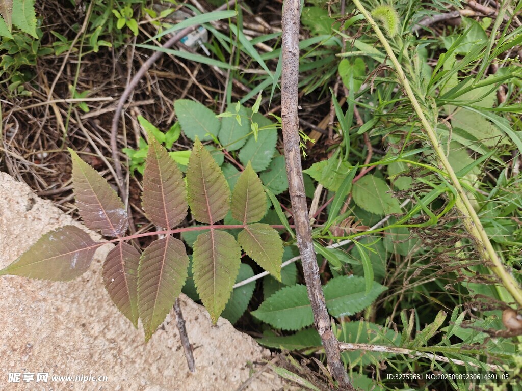 野外生長的綠葉植物