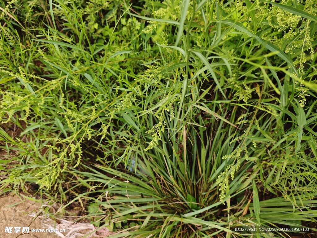 翠綠草叢中的多樣植物
