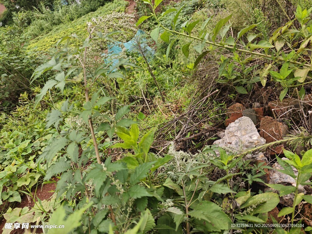 野外繁茂綠植景象