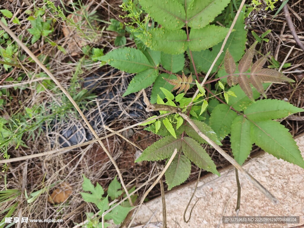 地面綠植與石塊景象