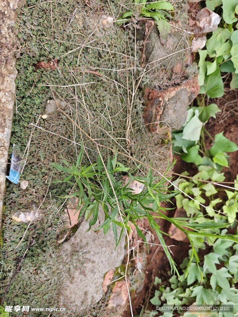 地面上的綠植與碎石