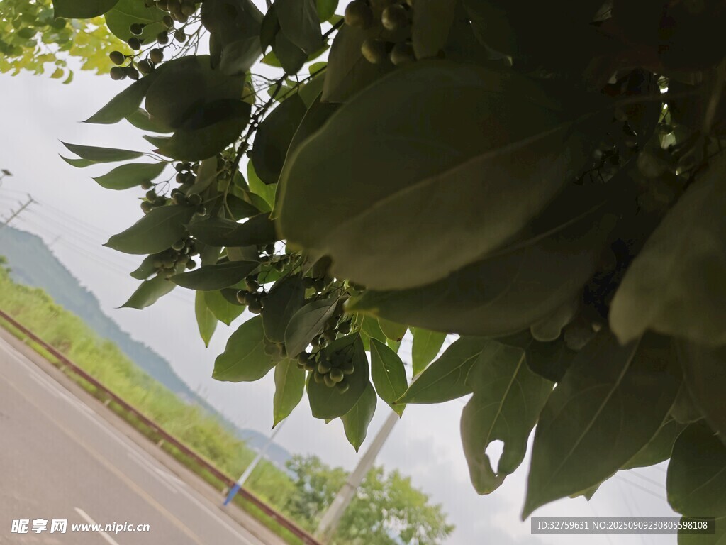 路邊樹(shù)上的碩大木瓜