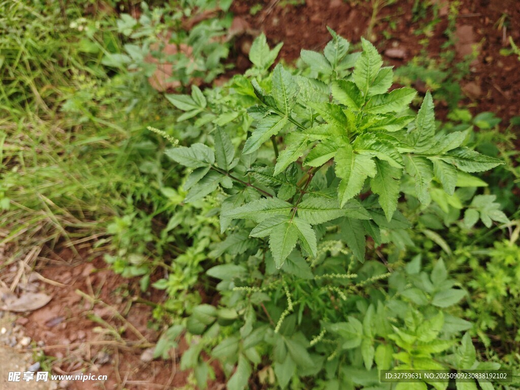 綠葉繁茂的野生植物