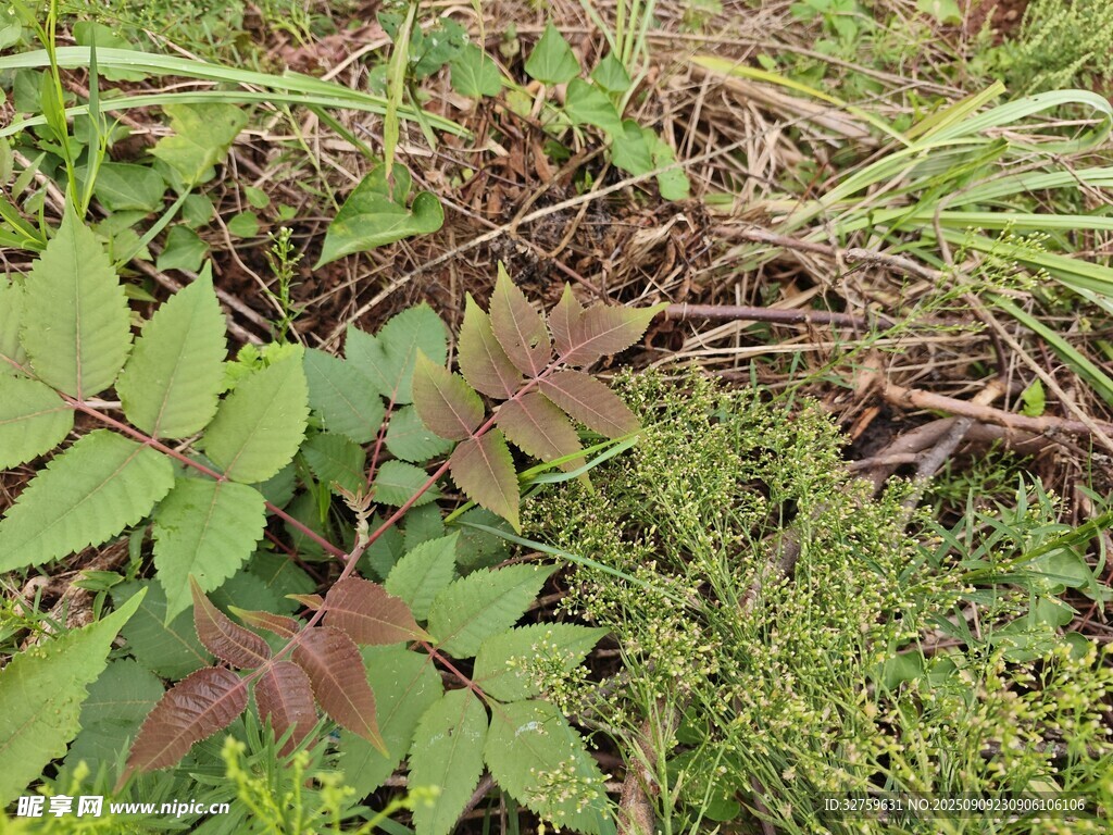 多樣野生植物景觀