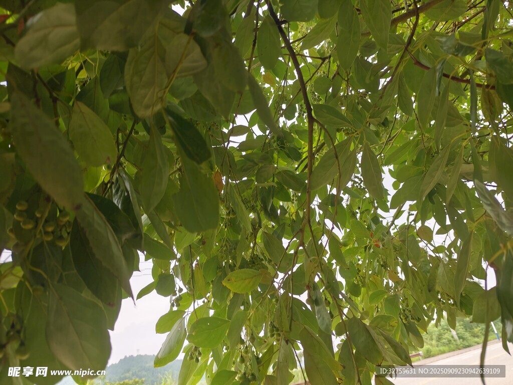 綠葉繁茂的樹(shù)冠景象