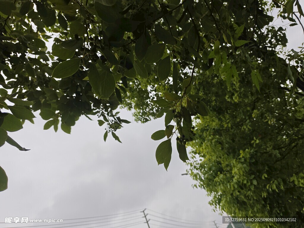 仰視綠樹間的天空