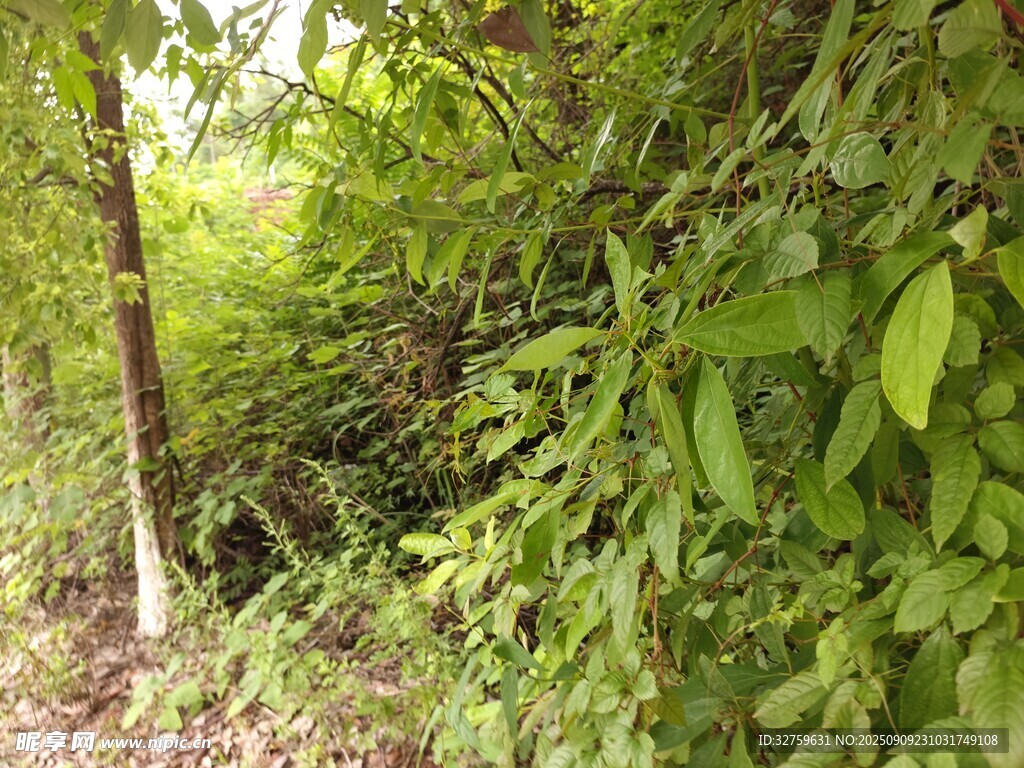 茂密綠植中的林間景象