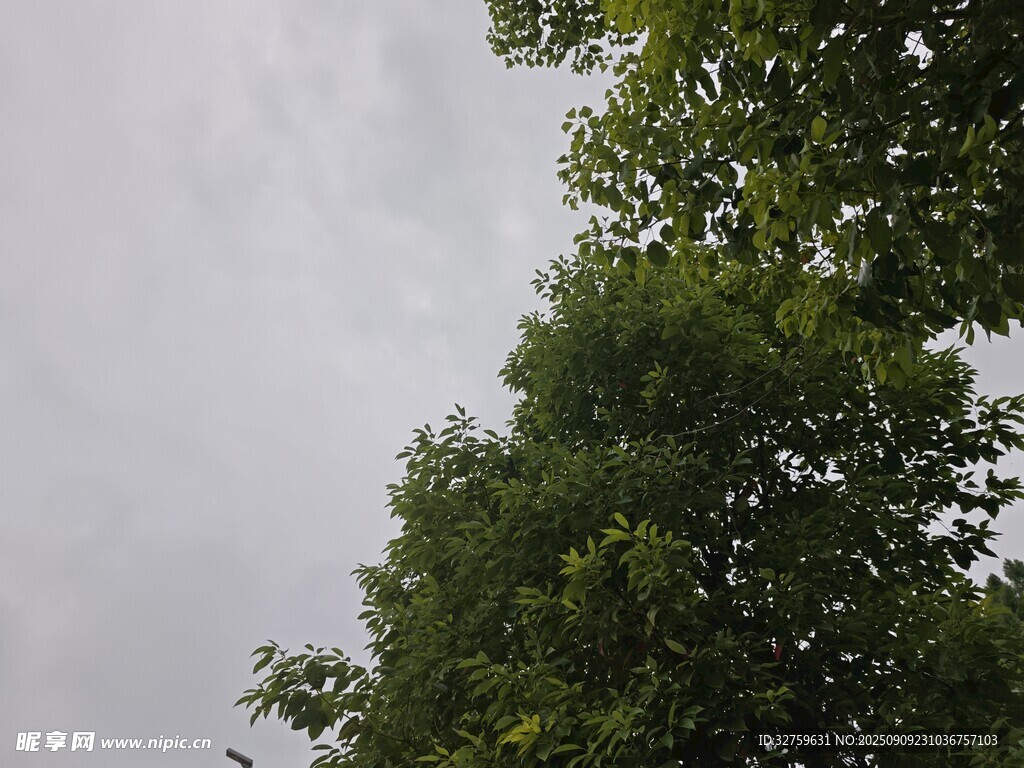 仰視綠樹(shù)與陰沉天空