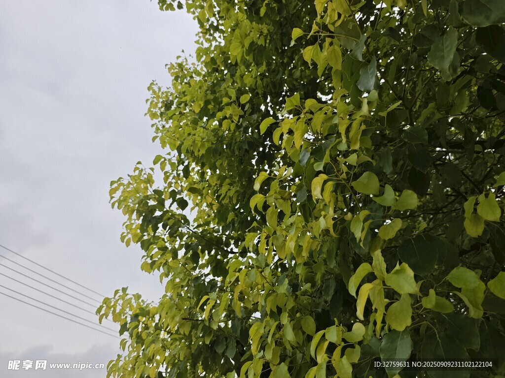綠葉繁茂的樹木