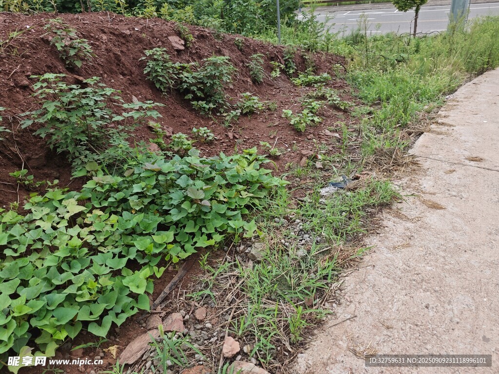 路邊綠植與泥土景觀