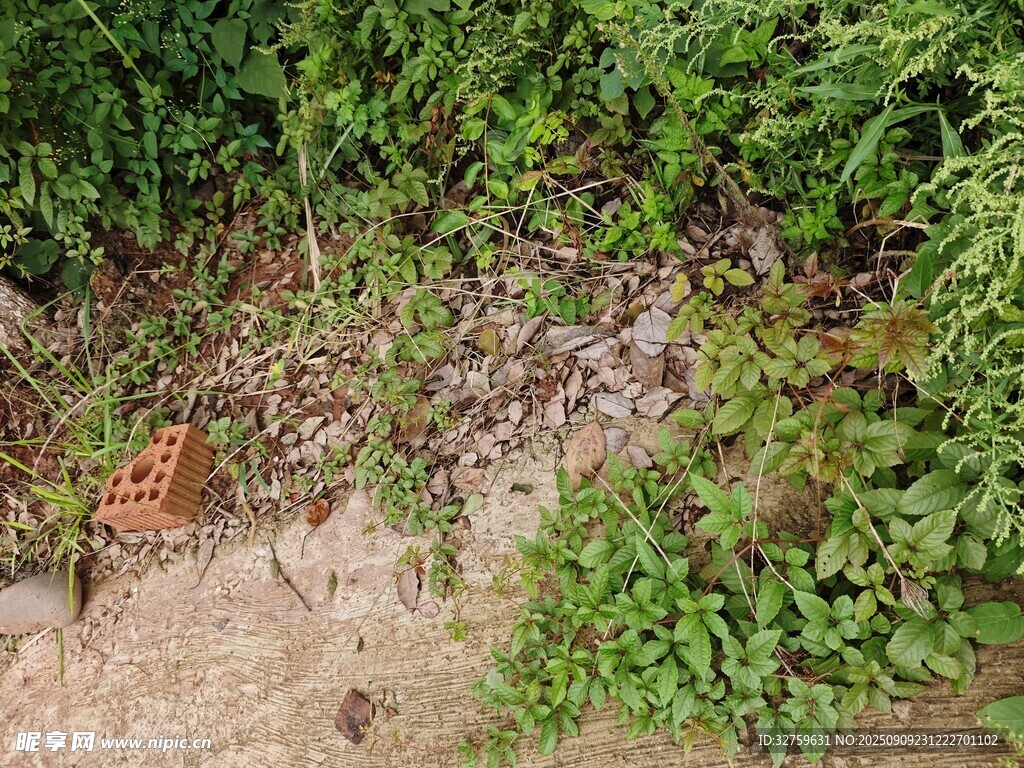 地面綠植與散落雜物景象