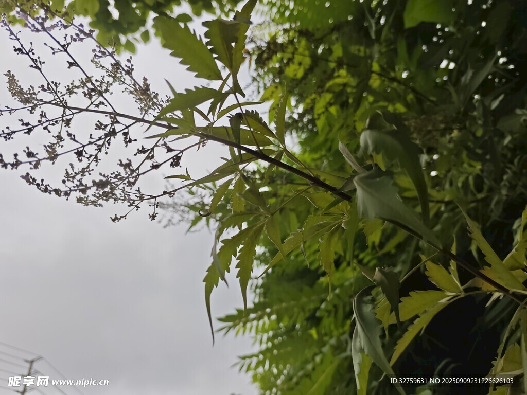 綠葉繁茂的植物景象