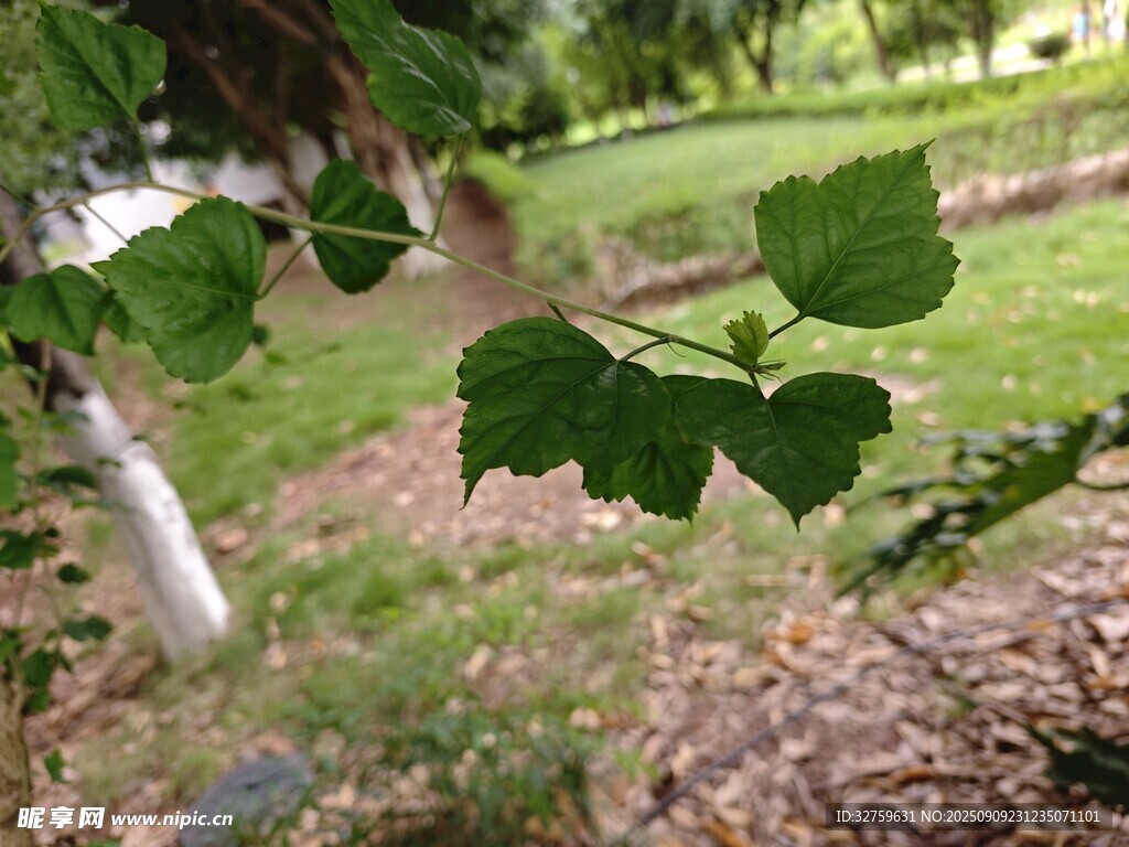 綠葉繁茂的自然景致