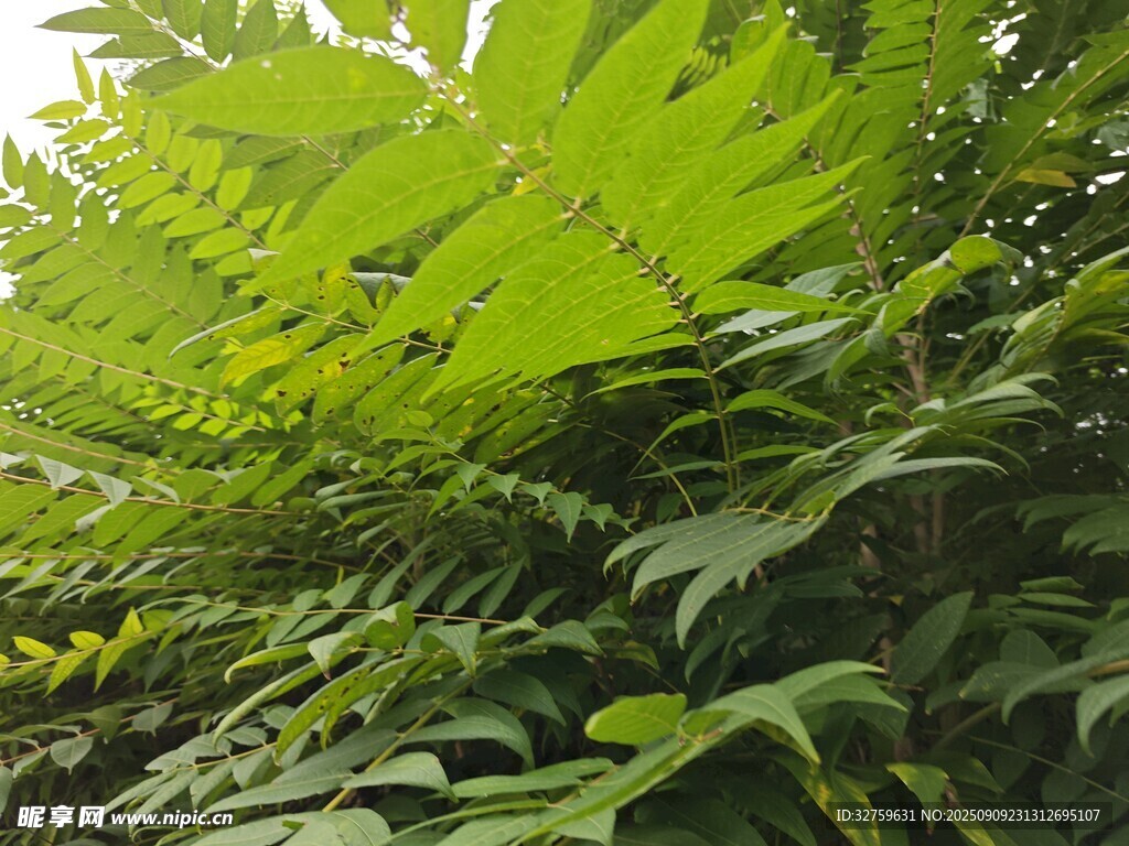 翠綠蕨類植物生機盎然