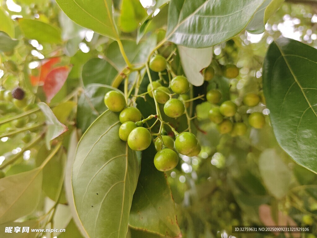 枝頭青果掛綠葉間