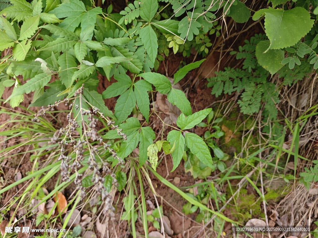 地面叢生的綠色植物