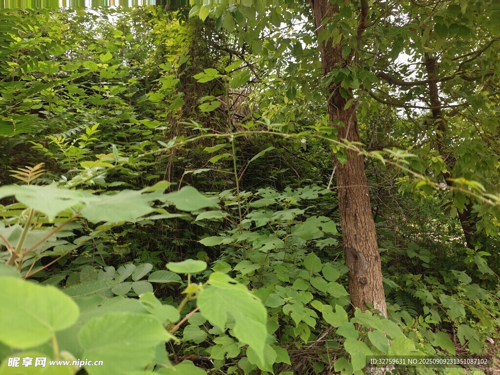 茂密森林中的繁茂綠植