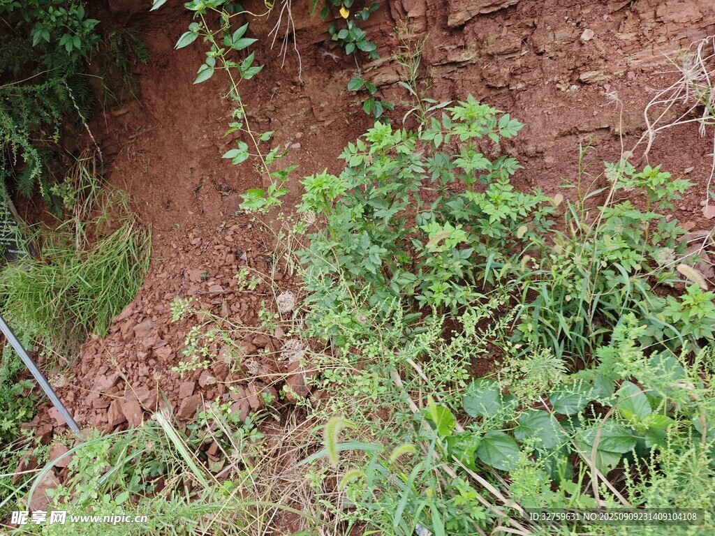 山坡上的綠色植物