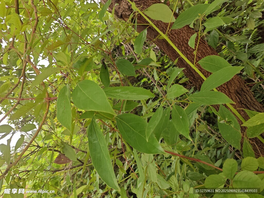 繁茂綠植展現(xiàn)自然生機