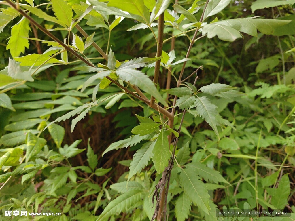 繁茂綠植中的帶刺植物