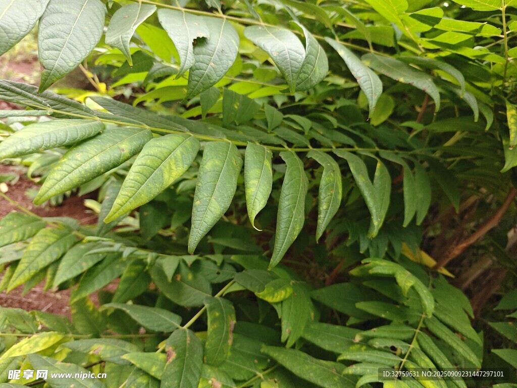 翠綠繁茂的羽狀葉片植物