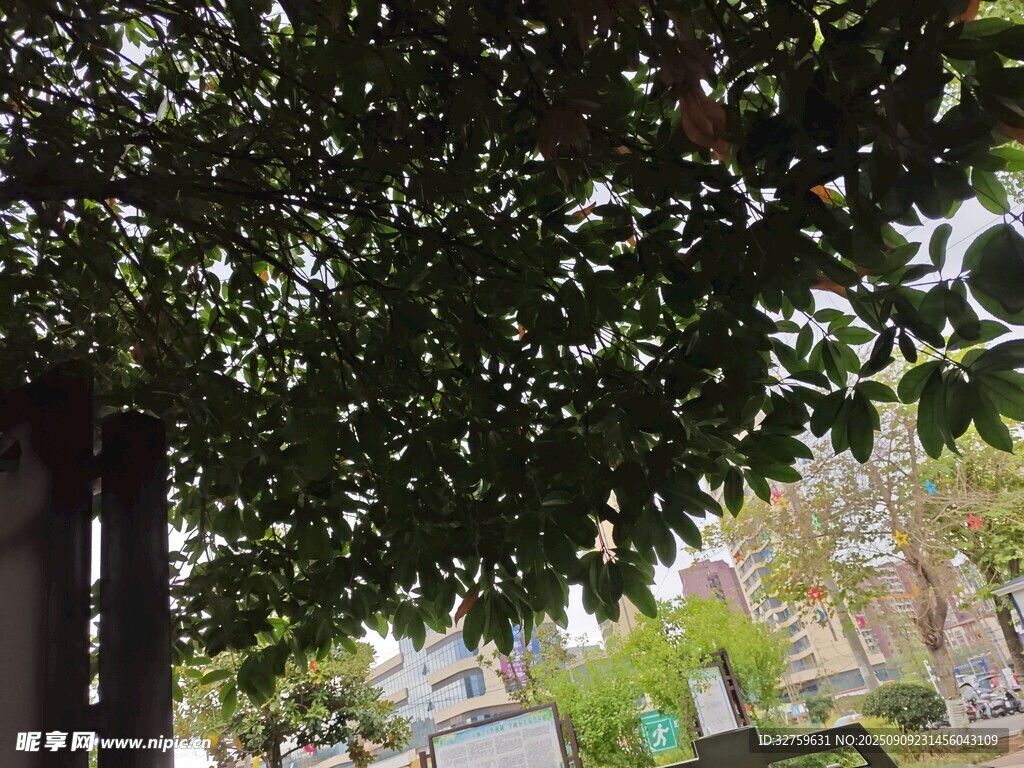 綠蔭下的戶外景致