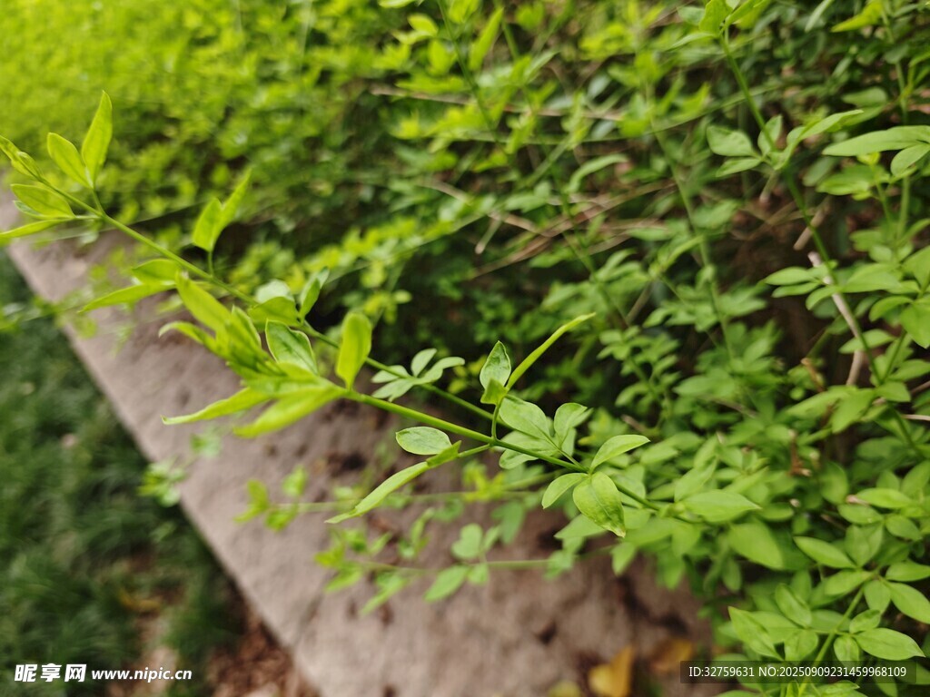 翠綠植物沿石生長