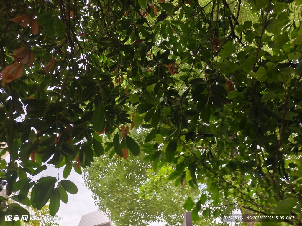 仰視繁茂綠樹景觀