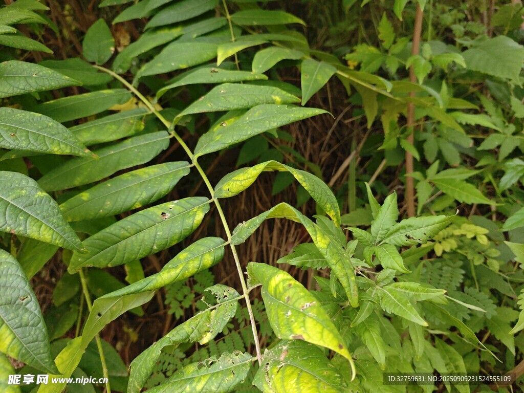 翠綠蕨類植物葉片特寫